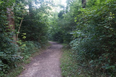 Dirt road passing through forest