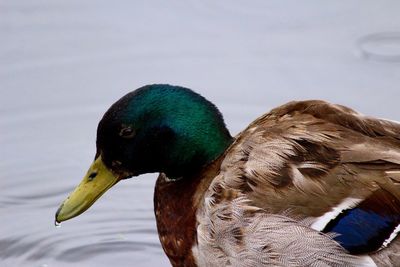 Close-up of mallard duck swimming in lake