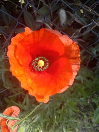 Close-up of orange poppy flower on field
