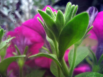 Close-up of pink flowers