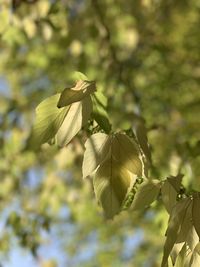 Close-up of flowering plant