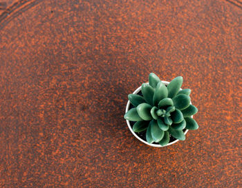 High angle view of succulent plant