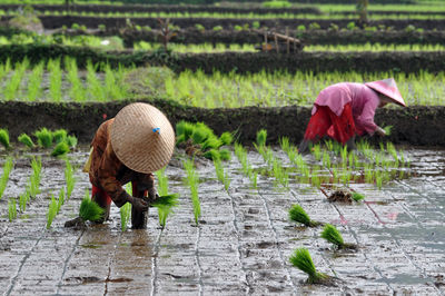 Indonesian female farmer planting rice in a rice field, ciamis, west java - indonesia