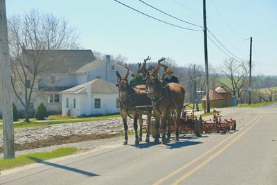 View of horse cart in street