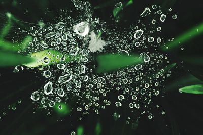 Close-up of water drops on plant