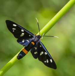 Close-up of butterfly on plant