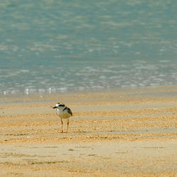 Seagull on beach