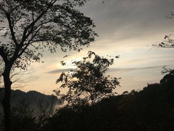 Low angle view of silhouette tree against sky during sunset