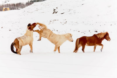 View of dogs on snow covered land