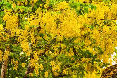 Full frame shot of yellow flowering plants