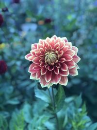 Close-up of pink dahlia flower