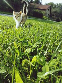 Close-up of cat on grass