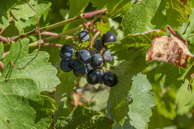 Close-up of grapes growing on plant