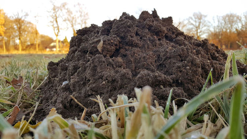 Close-up of fresh plants on field against sky