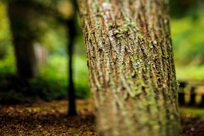 Close-up of insect on tree trunk in forest