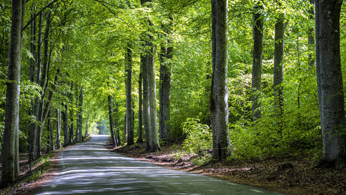 Road amidst trees in forest