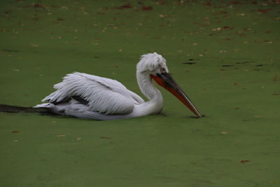 Close-up of pelican on field