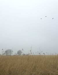 Flock of birds on grassy field against sky