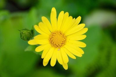 Close-up of yellow flower