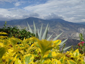 Yellow flowers growing in mountains against sky