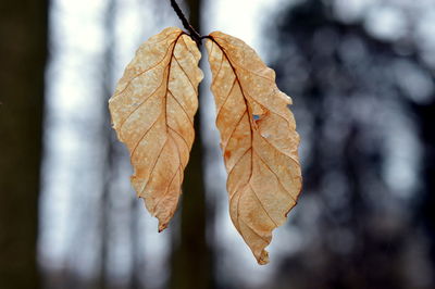 Close-up of dry autumn leaf