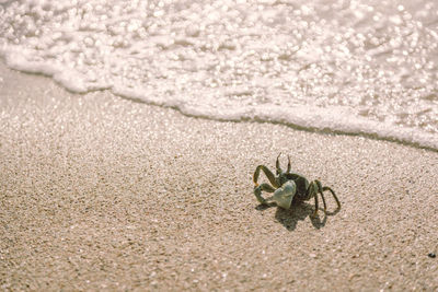 High angle view of crab on beach