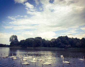 Swans swimming in lake against sky