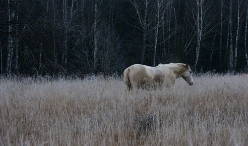 Horse in a field