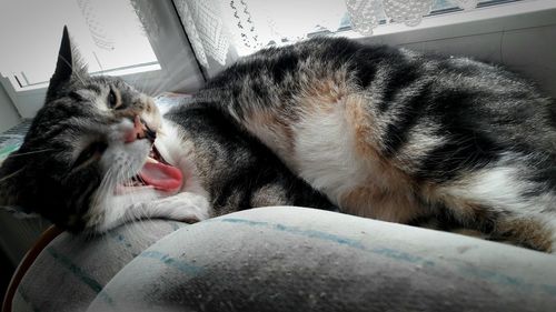 Close-up of cat yawning