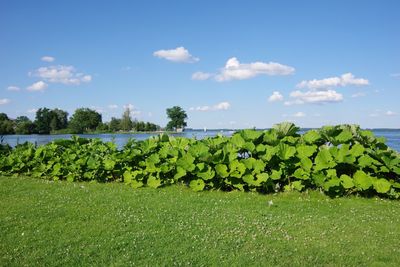 Plants growing on field against sky