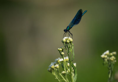 Close-up of insect on plant