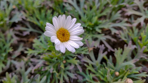 Close-up of white flower on field