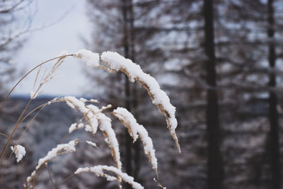 Close-up of frozen plant during winter