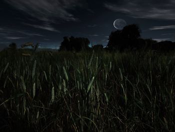 Scenic view of wheat field against sky at night