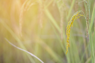 Close-up of wheat growing on field