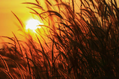 Close-up of silhouette plants growing on field against sunset sky