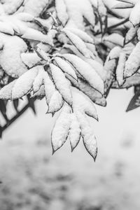 branch