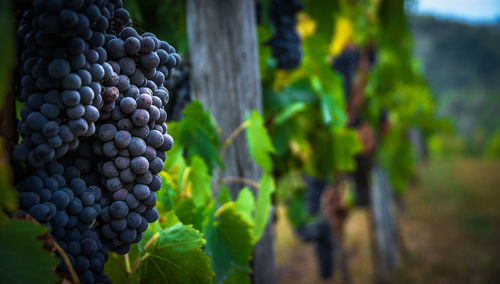 Close-up of grapes growing in vineyard