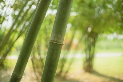 Close-up of bamboo plant on field