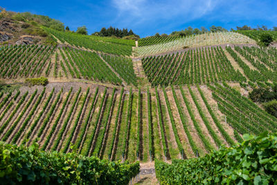 Ripening grapes on a vine plantation on a beautiful hot, sunny, summer day in western germany.