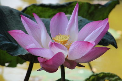 Close-up of pink water lily