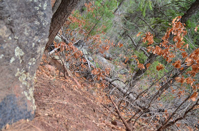 Trees on rocks