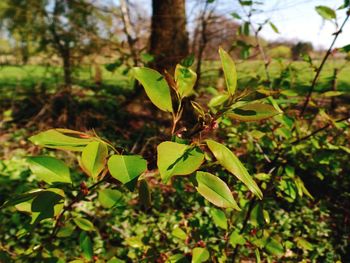 Close-up of leaves growing on tree