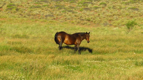 Horse in a field