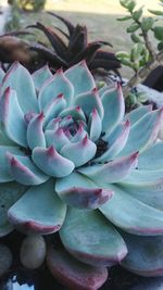 Close-up of purple flowers