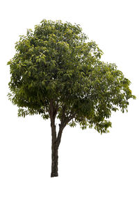 Low angle view of tree against white background