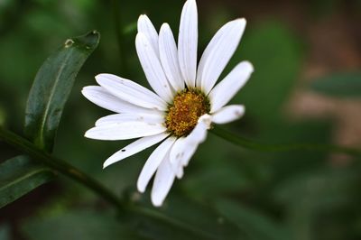 Close-up of white flowers blooming outdoors