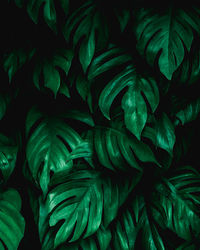 Full frame shot of green leaves