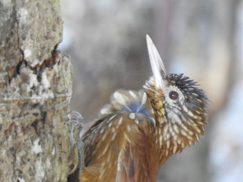 Close-up of owl perching outdoors