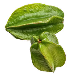 High angle view of green leaf on white background